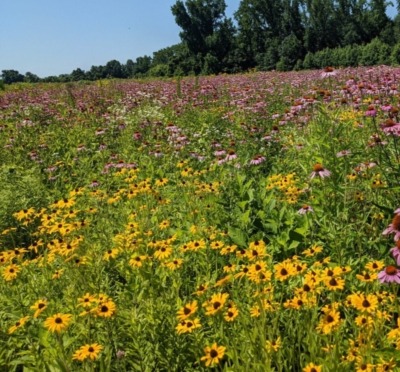 Rudbeckia, black eyed susan, in field