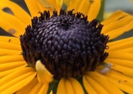 Black-eyed Susan disk flowers