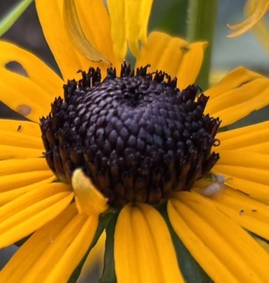 Black-eyed Susan disk flowers