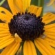 Black-eyed Susan disk flowers
