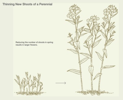 Thinning new shoots of perennials