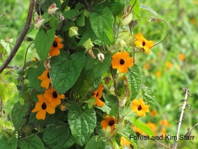 Black-eyed Susan vine