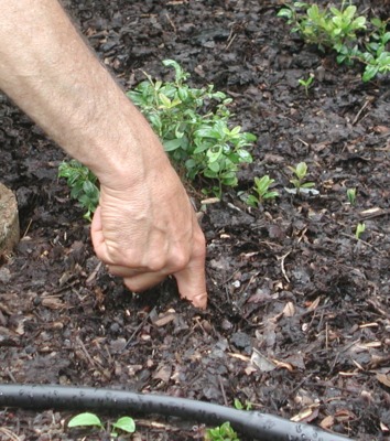 Pushing finger into soil to test for moisture