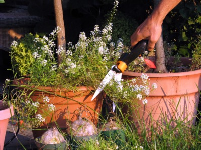 Shearing back alyssum