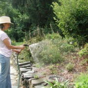 Spraying plants with water
