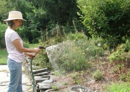 Spraying plants with water