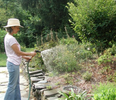 Spraying plants with water