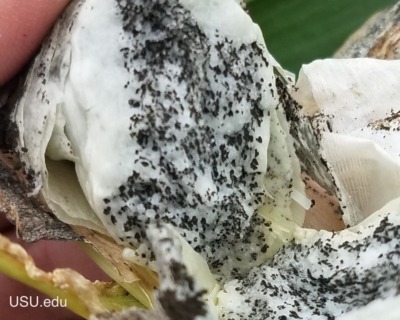 Smut spores