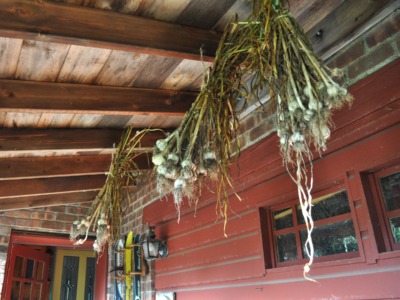 Garlic curing on rafters
