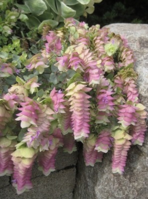 Kent Beauty oregano