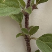 My oregano's hairy stems and leaves