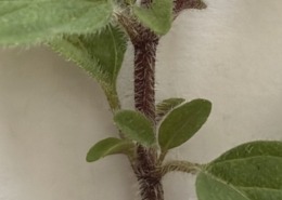 My oregano's hairy stems and leaves