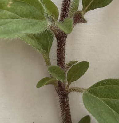 My oregano's hairy stems and leaves