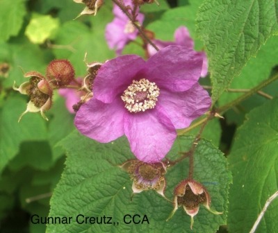 Flowering raspberry