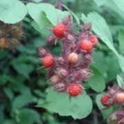 Wineberry fruiting