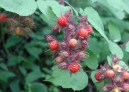 Wineberry fruiting