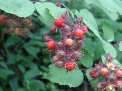 Wineberry fruiting