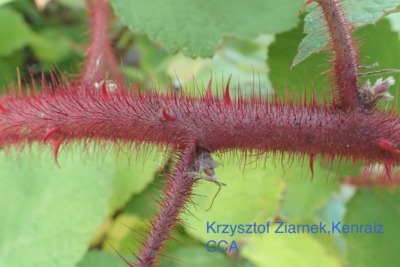 Wineberry stem close up