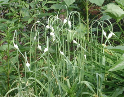 Garlic scapes