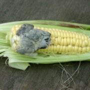 Smut on corn cob