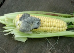 Smut on corn cob