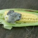 Smut on corn cob