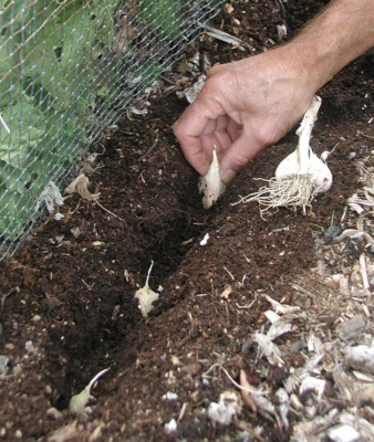 Planting garlic