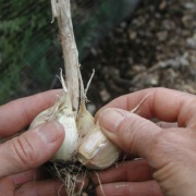 Separating garlic cloves in head