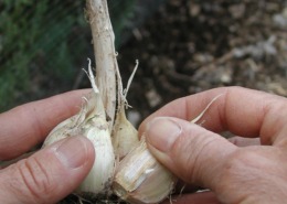 Separating garlic cloves in head