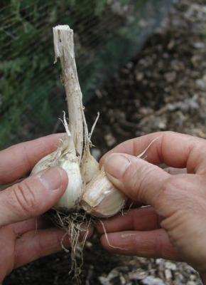 Separating garlic cloves in head