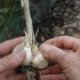 Separating garlic cloves in head