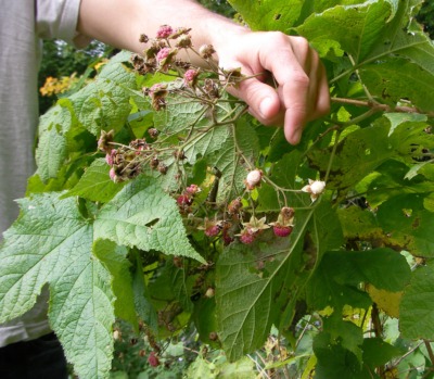Flowering raspberry fruiting