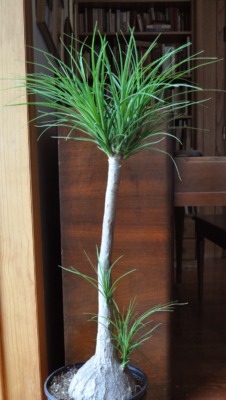 Ponytail palm