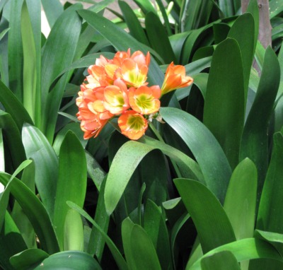 Clivia, orange blossoms