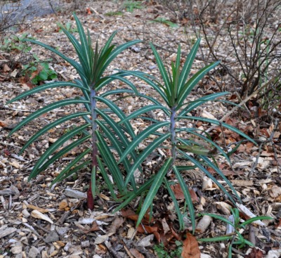 Mole plant