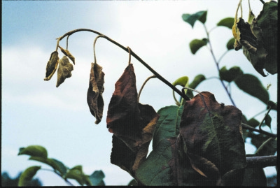 Fireblighted stem