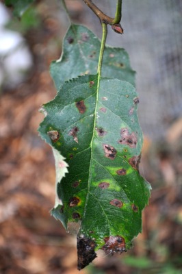 APPLE SCAB ON LEAF