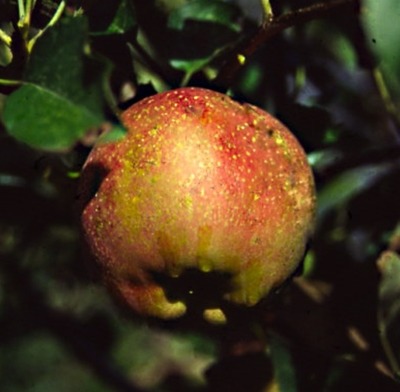 Home grown Esopus Spitzenberg apple