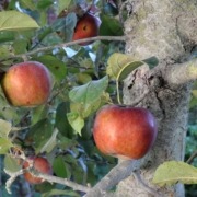Home grown Macoun apples