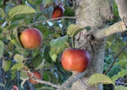 Home grown Macoun apples
