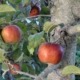 Home grown Macoun apples