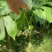 Mayapple fruit in July