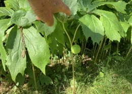 Mayapple fruit in July