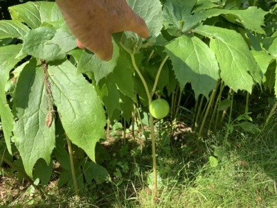 Mayapple fruit in July