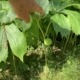 Mayapple fruit in July