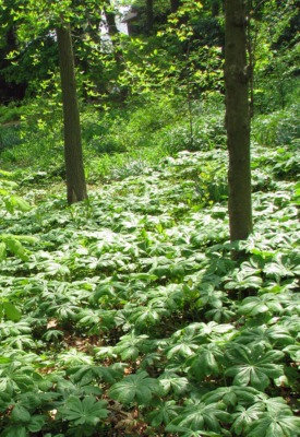 Mayapple groundcover in May