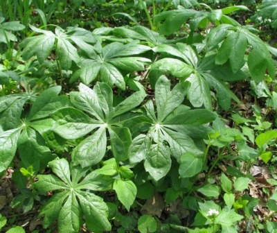 Mayapple leaves
