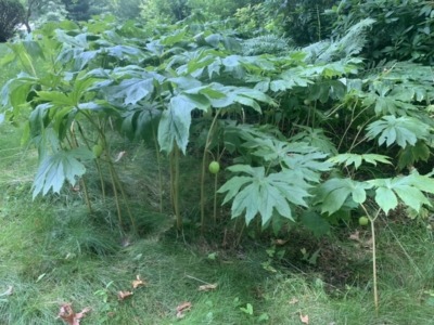 Mayapple plants in July