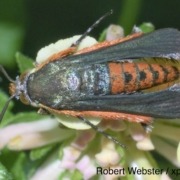 Adult squash borer