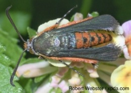 Adult squash borer